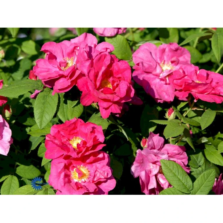 'Officinalis' Rosa Gallica 'Officinalis' (Gallicarose) A-Kvalitet,- barrods roser min. 3 grene 'Officinalis' Rosa Gallica 'Officinalis' (Gallicarose) A-Kvalitet,- Barrods Roser Min. 3 Grene -Plantetorvet Butik fi5460 rosa gallica officinalis 59a8