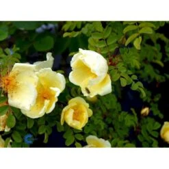 Gul Kinarose Rosa Hugonis (Hugo-rose) A-Kvalitet,- Barrods Roser Min. 3 Grene -Plantetorvet Butik fi5477 rosa hugonis 4776