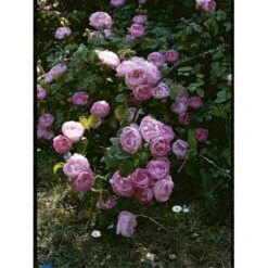 'Raubritter'® Rosa Macrantha 'Raubritter'® (Buskrose) A-Kvalitet,- Barrods Roser Min. 3 Grene 6 'Raubritter'® Rosa Macrantha 'Raubritter'® (Buskrose) A-Kvalitet,- Barrods Roser Min. 3 Grene -Plantetorvet Butik fi5484 rosa macranta raubritter 2987