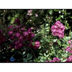 'Robin Hood' Rosa Moschata 'Robin Hood' (Moskusrose) A-Kvalitet,- Barrods Roser Min. 3 Grene 4 'Robin Hood' Rosa Moschata 'Robin Hood' (Moskusrose) A-Kvalitet,- Barrods Roser Min. 3 Grene -Plantetorvet Butik fi5497 rosa moschata robin hood 5052