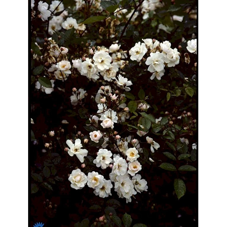 'Trier' Rosa Moschata 'Trier' (Moskusrose) A-Kvalitet,- barrods roser min. 3 grene 'Trier' Rosa Moschata 'Trier' (Moskusrose) A-Kvalitet,- Barrods Roser Min. 3 Grene -Plantetorvet Butik fi5499 rosa moschata trier fc88