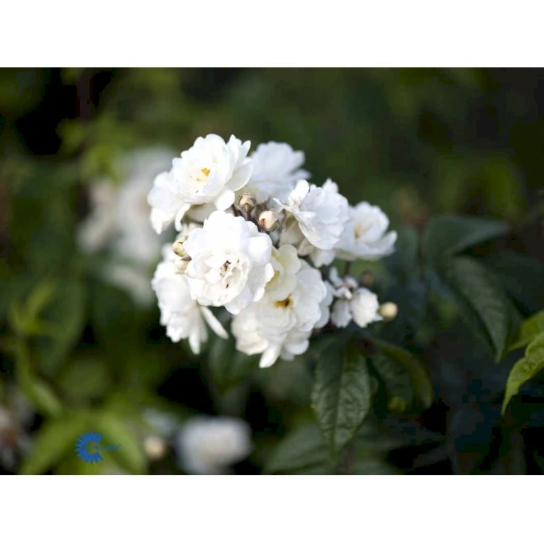 'Waterloo' Rosa X 'Waterloo' (Buskrose) A-Kvalitet,- barrods roser min. 3 grene 'Waterloo' Rosa X 'Waterloo' (Buskrose) A-Kvalitet,- Barrods Roser Min. 3 Grene -Plantetorvet Butik fi5500 rosa moschata waterloo cf81