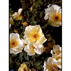 'Aicha' Rosa Pimpinellifolia 'Aicha' (Klitrose) A-Kvalitet,- Barrods Roser Min. 3 Grene 7 'Aicha' Rosa Pimpinellifolia 'Aicha' (Klitrose) A-Kvalitet,- Barrods Roser Min. 3 Grene -Plantetorvet Butik fi5527 rosa pimpinellifolia aicha b489