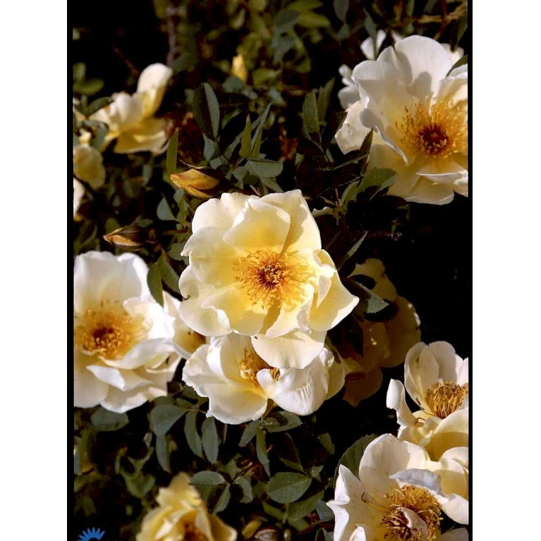 'Aicha' Rosa Pimpinellifolia 'Aicha' (Klitrose) A-Kvalitet,- barrods roser min. 3 grene 'Aicha' Rosa Pimpinellifolia 'Aicha' (Klitrose) A-Kvalitet,- Barrods Roser Min. 3 Grene -Plantetorvet Butik fi5527 rosa pimpinellifolia aicha b489