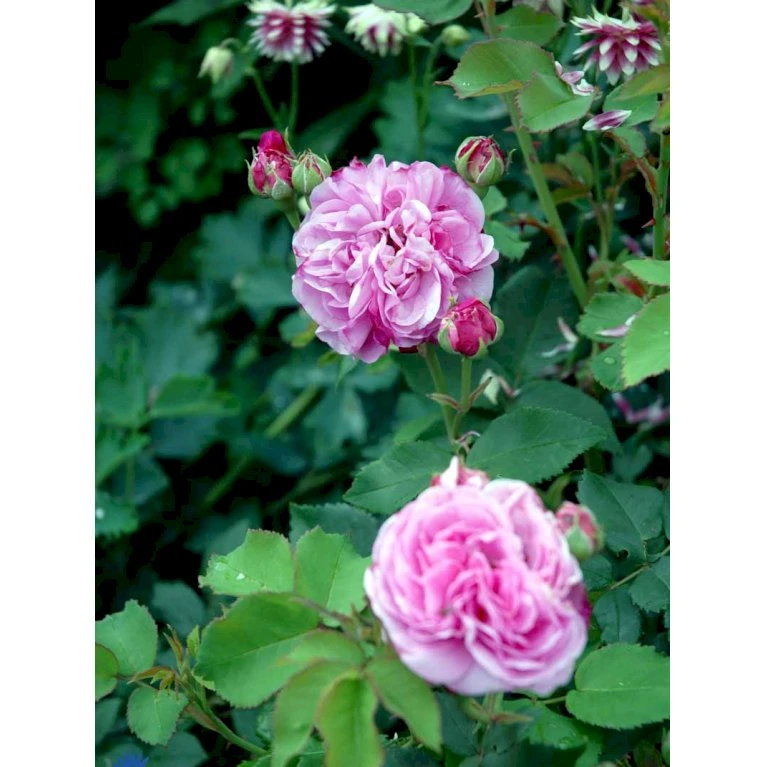 'Louise Odier' Rosa Bourboniana 'Louise Odier' (Bourbonrose) A-Kvalitet,- barrods roser min. 3 grene 'Louise Odier' Rosa Bourboniana 'Louise Odier' (Bourbonrose) A-Kvalitet,- Barrods Roser Min. 3 Grene -Plantetorvet Butik fi5609 rosa x borboniana louise odier 7f51