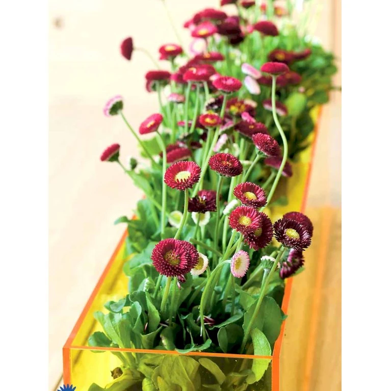 Tusindfryd 'Meadow Daisy' Bellis Perennis L. 'Meadow Daisy' Pose med frø eller løg, 20 Tusindfryd 'Meadow Daisy' Bellis Perennis L. 'Meadow Daisy' Pose Med Frø Eller Løg, 20 -Plantetorvet Butik fi6013 bellis perennis 1287