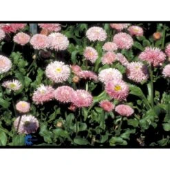 Tusindfryd 'Meadow Daisy' Bellis Perennis L. 'Meadow Daisy' Pose Med Frø Eller Løg, 20 5 Tusindfryd 'Meadow Daisy' Bellis Perennis L. 'Meadow Daisy' Pose Med Frø Eller Løg, 20 -Plantetorvet Butik fi6013 bellis perennis a89b