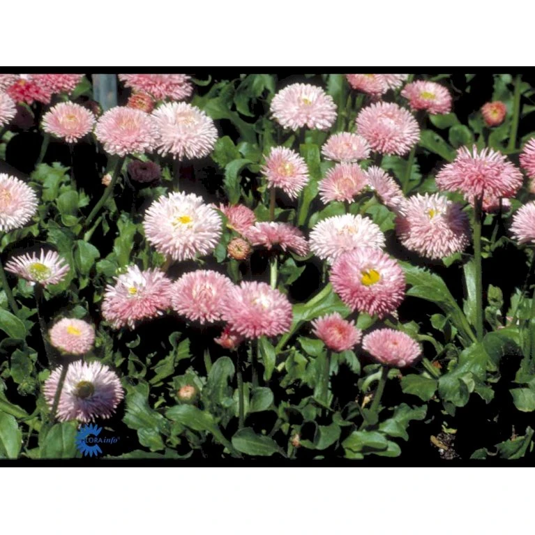 Tusindfryd 'Meadow Daisy' Bellis Perennis L. 'Meadow Daisy' Pose med frø eller løg, 20 Tusindfryd 'Meadow Daisy' Bellis Perennis L. 'Meadow Daisy' Pose Med Frø Eller Løg, 20 -Plantetorvet Butik fi6013 bellis perennis a89b