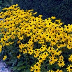 Stor Solhat Rudbeckia Maxima 1 Liter Potte -Plantetorvet Butik fi6481 rudbeckia maxima 6b20