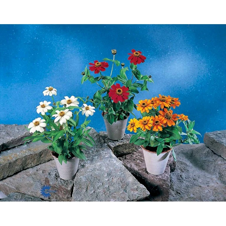 Frøkenhat 'Sunbow Mixed' Zinnia Elegans 'Sunbow Mixed' Pose med frø eller løg Frøkenhat 'Sunbow Mixed' Zinnia Elegans 'Sunbow Mixed' Pose Med Frø Eller Løg -Plantetorvet Butik fi6568 zinnia elegans 63c7