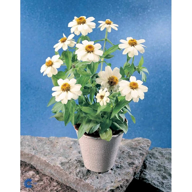 Frøkenhat 'Sunbow Mixed' Zinnia Elegans 'Sunbow Mixed' Pose med frø eller løg Frøkenhat 'Sunbow Mixed' Zinnia Elegans 'Sunbow Mixed' Pose Med Frø Eller Løg -Plantetorvet Butik fi6568 zinnia elegans 74dc