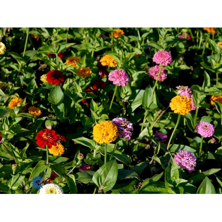 Frøkenhat 'Sunbow Mixed' Zinnia Elegans 'Sunbow Mixed' Pose med frø eller løg Frøkenhat 'Sunbow Mixed' Zinnia Elegans 'Sunbow Mixed' Pose Med Frø Eller Løg -Plantetorvet Butik fi6568 zinnia elegans a827
