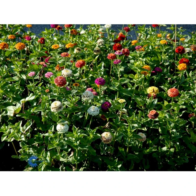 Frøkenhat 'Sunbow Mixed' Zinnia Elegans 'Sunbow Mixed' Pose med frø eller løg Frøkenhat 'Sunbow Mixed' Zinnia Elegans 'Sunbow Mixed' Pose Med Frø Eller Løg -Plantetorvet Butik fi6568 zinnia elegans f525