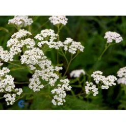 Almindelig Røllike Achillea Millefolium 1 Liter Potte -Plantetorvet Butik fi6632 achillea millefolium a900