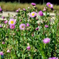 Bakkestjerne 'Rosa Juwel' Erigeron Hybrid 'Rosa Juwel' 1 Liter Potte -Plantetorvet Butik fi8635 erigeron rosa juwel 2c25
