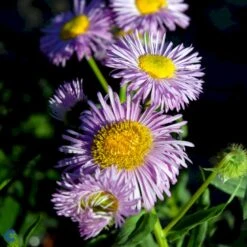 Bakkestjerne 'Rosa Juwel' Erigeron Hybrid 'Rosa Juwel' 1 Liter Potte -Plantetorvet Butik fi8635 erigeron rosa juwel 348b