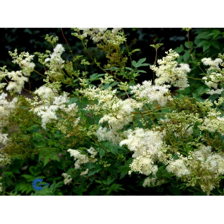Almindelig Mjødurt Filipendula Ulmaria 10 cm. potte Almindelig Mjødurt Filipendula Ulmaria 10 Cm. Potte -Plantetorvet Butik fi8815 filipendula ulmaria variegata 76c7