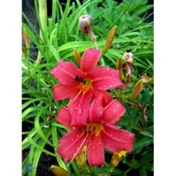 Daglilje 'Pink Damask' Hemerocallis 'Pink Damask' Potte 2 Liter. 6 Daglilje 'Pink Damask' Hemerocallis 'Pink Damask' Potte 2 Liter. -Plantetorvet Butik fi9452 hemerocallis pink damask 1632