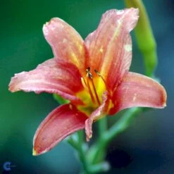 Daglilje 'Pink Damask' Hemerocallis 'Pink Damask' Potte 2 Liter. 5 Daglilje 'Pink Damask' Hemerocallis 'Pink Damask' Potte 2 Liter. -Plantetorvet Butik fi9452 hemerocallis pink damask 795c