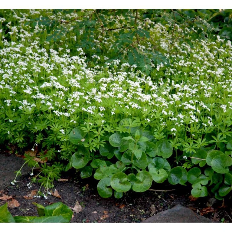 Skovmærke Galium Odoratum 10 cm. potte Skovmærke Galium Odoratum 10 Cm. Potte -Plantetorvet Butik mi1001 galium odoratum 6e06