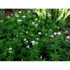 Skovmærke Galium Odoratum 10 Cm. Potte 5 Skovmærke Galium Odoratum 10 Cm. Potte -Plantetorvet Butik mi1001 galium odoratum a0e1