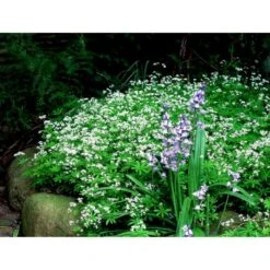 Skovmærke Galium Odoratum 10 Cm. Potte 6 Skovmærke Galium Odoratum 10 Cm. Potte -Plantetorvet Butik mi1001 galium odoratum b1fb