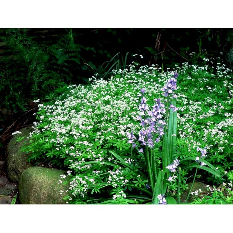 Skovmærke Galium Odoratum 10 cm. potte Skovmærke Galium Odoratum 10 Cm. Potte -Plantetorvet Butik mi1001 galium odoratum b1fb