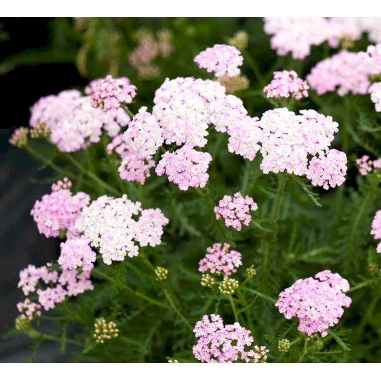 Røllike Achillea Millefolium 'Wonderful Wampee' 1 liter potte Røllike Achillea Millefolium 'Wonderful Wampee' 1 Liter Potte -Plantetorvet Butik mi10153 achillea mil t f wunderfull wampee 480b