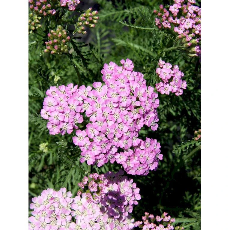 Røllike Achillea Millefolium 'Wonderful Wampee' 1 liter potte Røllike Achillea Millefolium 'Wonderful Wampee' 1 Liter Potte -Plantetorvet Butik mi10153 achillea mil t f wunderfull wampee ad5b