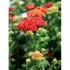 Røllike 'Red Velvet’ Achillea Millefolium ‘Red Velvet’ 1 Liter Potte