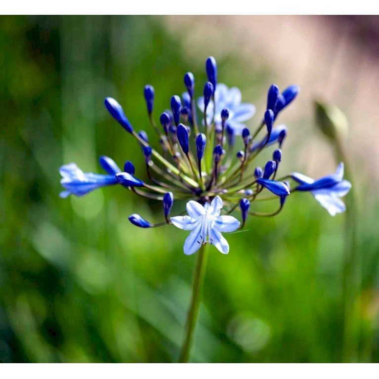 Skærmlilje 'Dr. Brouwer' Agapanthus Hybrid 'Dr. Brouwer' Potte 2 liter. Skærmlilje 'Dr. Brouwer' Agapanthus Hybrid 'Dr. Brouwer' Potte 2 Liter. -Plantetorvet Butik mi10218 agapanthus dr brouwer 1c67