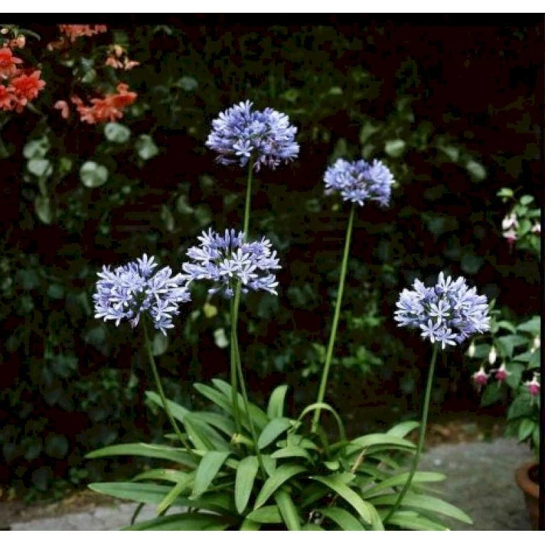 Skærmlilje 'Dr. Brouwer' Agapanthus Hybrid 'Dr. Brouwer' Potte 2 liter. Skærmlilje 'Dr. Brouwer' Agapanthus Hybrid 'Dr. Brouwer' Potte 2 Liter. -Plantetorvet Butik mi10218 agapanthus dr brouwer 8d02