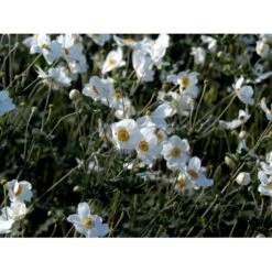 Høstanemone 'Honorine Jobert' Anemone Japonica 'Honorine Jobert' 1 Liter Potte -Plantetorvet Butik mi10365 anemone x hybrida honorine jobert 534f