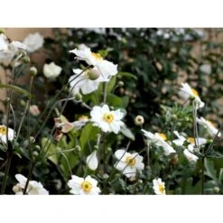 Høstanemone 'Honorine Jobert' Anemone Japonica 'Honorine Jobert' 1 Liter Potte -Plantetorvet Butik mi10365 anemone x hybrida honorine jobert 8486