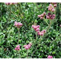 Kattefod 'Rubra' Antennaria Dioca 'Rubra' 10 Cm. Potte -Plantetorvet Butik mi10384 antennaria dioica rubra 6847
