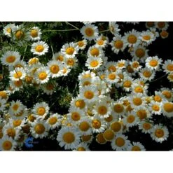 Farve-Gåseurt Anthemis Tinctoria 'Sauce Hollandaise' 1 Liter Potte