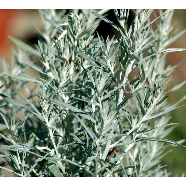 Opret Sølvbynke Artemisia Ludovioiana 'Silver Queen' 1 liter potte Opret Sølvbynke Artemisia Ludovioiana 'Silver Queen' 1 Liter Potte -Plantetorvet Butik mi10509 artemisia ludoviciana silver queen 54c6