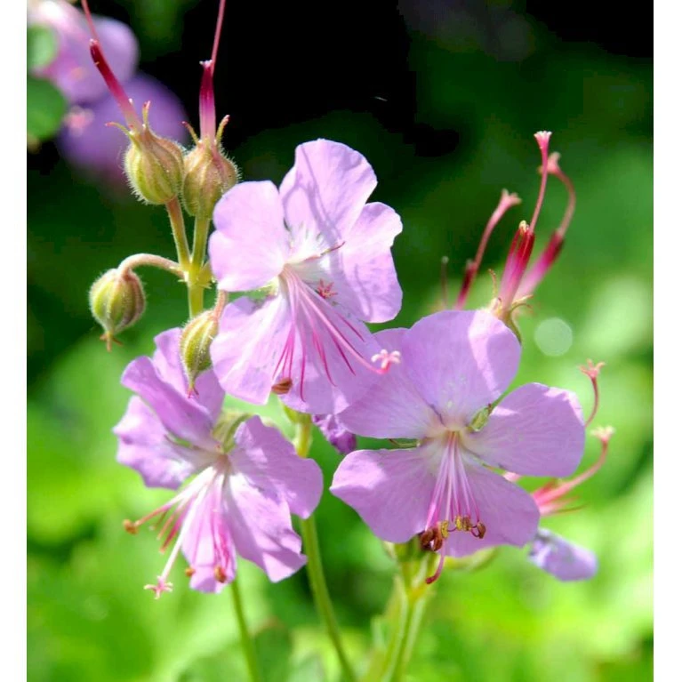 Engelsk Storkenæb 'Cambridge' Geranium Cantabrigiense 'Cambridge' 10 cm. potte Engelsk Storkenæb 'Cambridge' Geranium Cantabrigiense 'Cambridge' 10 Cm. Potte -Plantetorvet Butik mi1052 geranium cantabrigiense cambridge 9435