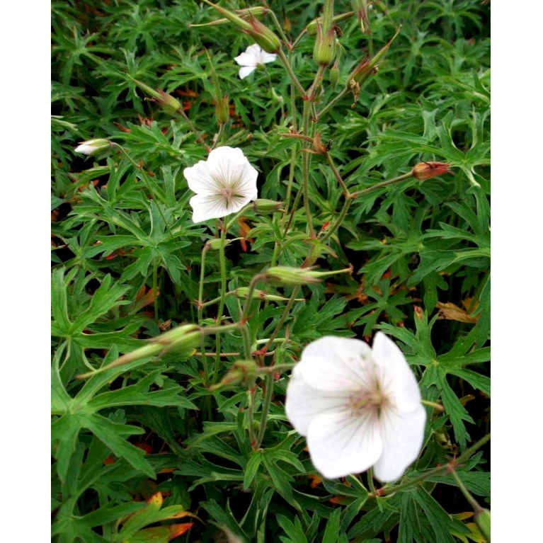 Storkenæb 'Kashmir White' Geranium Clarkei 'Kashmir White' 1 liter potte Storkenæb 'Kashmir White' Geranium Clarkei 'Kashmir White' 1 Liter Potte -Plantetorvet Butik mi1054 geranium clarkei kashmir white 3f99