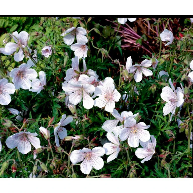 Storkenæb 'Kashmir White' Geranium Clarkei 'Kashmir White' 1 liter potte Storkenæb 'Kashmir White' Geranium Clarkei 'Kashmir White' 1 Liter Potte -Plantetorvet Butik mi1054 geranium clarkei kashmir white ac99