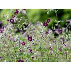 Bølgekronet Storkenæb Geranium Phaeum 1 Liter Potte -Plantetorvet Butik mi1060 geranium phaeum 4e43