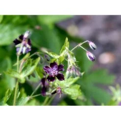 Bølgekronet Storkenæb Geranium Phaeum 1 Liter Potte -Plantetorvet Butik mi1060 geranium phaeum b229