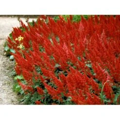 Astilbe 'Fanal' Astilbe Arendsii-hybrid 'Fanal' 1 Liter Potte -Plantetorvet Butik mi10667 astilbe arendsii fanal 4b87