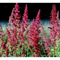 Astilbe 'Fanal' Astilbe Arendsii-hybrid 'Fanal' 1 Liter Potte -Plantetorvet Butik mi10667 astilbe arendsii fanal d53a