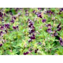 Bølgekronet Storkenæb 'Samobor' Geranium Phaeum 'Samobor' 1 Liter Potte -Plantetorvet Butik mi1067 geranium phaeum samobor 05a3