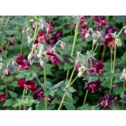 Bølgekronet Storkenæb 'Samobor' Geranium Phaeum 'Samobor' 1 Liter Potte -Plantetorvet Butik mi1067 geranium phaeum samobor 0ec4