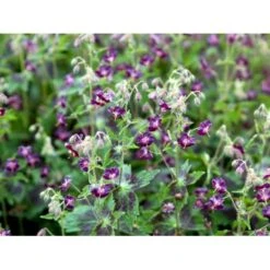 Bølgekronet Storkenæb 'Samobor' Geranium Phaeum 'Samobor' 1 Liter Potte -Plantetorvet Butik mi1067 geranium phaeum samobor 1445