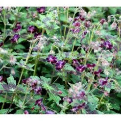 Bølgekronet Storkenæb 'Samobor' Geranium Phaeum 'Samobor' 1 Liter Potte