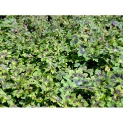 Bølgekronet Storkenæb 'Samobor' Geranium Phaeum 'Samobor' 1 Liter Potte -Plantetorvet Butik mi1067 geranium phaeum samobor 8a6a