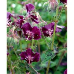 Bølgekronet Storkenæb 'Samobor' Geranium Phaeum 'Samobor' 1 Liter Potte -Plantetorvet Butik mi1067 geranium phaeum samobor d840